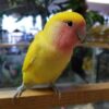 Peach-Faced Lovebirds, Lovely Peach-Faced Lovebirds, Hand-Fed Peach-Faced Lovebird, Tame small parrot, Baby Lovebird, Colorful companion parrot, Playful pet bird, Beginner friendly parrot, Talking bird potential, Vaccinated Peach-Faced Lovebird, Domestic parrot shipping, International parrot shipping, Healthy Peach-Faced Lovebird, Family pet parrot, The Parrots Exotic Store Peach-Faced Lovebirds, Lovely Peach-Faced Lovebirds, Hand-Fed Peach-Faced Lovebird, Tame small parrot, Baby Lovebird, Colorful companion parrot, Playful pet bird, Beginner friendly parrot, Talking bird potential, Vaccinated Peach-Faced Lovebird, Domestic parrot shipping, International parrot shipping, Healthy Peach-Faced Lovebird, Family pet parrot, The Parrots Exotic Store