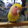 Peach-Faced Lovebirds, Lovely Peach-Faced Lovebirds, Hand-Fed Peach-Faced Lovebird, Tame small parrot, Baby Lovebird, Colorful companion parrot, Playful pet bird, Beginner friendly parrot, Talking bird potential, Vaccinated Peach-Faced Lovebird, Domestic parrot shipping, International parrot shipping, Healthy Peach-Faced Lovebird, Family pet parrot, The Parrots Exotic Store Peach-Faced Lovebirds, Lovely Peach-Faced Lovebirds, Hand-Fed Peach-Faced Lovebird, Tame small parrot, Baby Lovebird, Colorful companion parrot, Playful pet bird, Beginner friendly parrot, Talking bird potential, Vaccinated Peach-Faced Lovebird, Domestic parrot shipping, International parrot shipping, Healthy Peach-Faced Lovebird, Family pet parrot, The Parrots Exotic Store