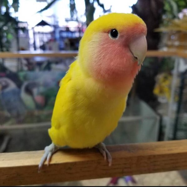 Peach-Faced Lovebirds, Lovely Peach-Faced Lovebirds, Hand-Fed Peach-Faced Lovebird, Tame small parrot, Baby Lovebird, Colorful companion parrot, Playful pet bird, Beginner friendly parrot, Talking bird potential, Vaccinated Peach-Faced Lovebird, Domestic parrot shipping, International parrot shipping, Healthy Peach-Faced Lovebird, Family pet parrot, The Parrots Exotic Store Peach-Faced Lovebirds, Lovely Peach-Faced Lovebirds, Hand-Fed Peach-Faced Lovebird, Tame small parrot, Baby Lovebird, Colorful companion parrot, Playful pet bird, Beginner friendly parrot, Talking bird potential, Vaccinated Peach-Faced Lovebird, Domestic parrot shipping, International parrot shipping, Healthy Peach-Faced Lovebird, Family pet parrot, The Parrots Exotic Store