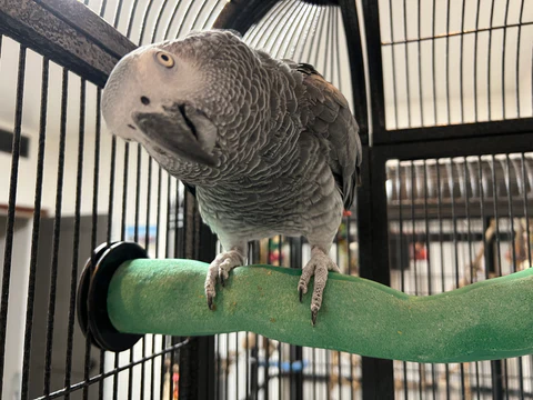 How to rehome your exotic birds Responsible parrot rehoming Safe exotic bird placement Ethical bird rehoming Parrot rehoming guidance The Parrots Exotic Store