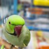 Green Indian Ring-Neck Parrot, Hand-Fed Ring-Neck, Exotic Parrot, Talking Parrot, Pet Parrot, Intelligent Parrot, Parrot Care, Parrot Supplies