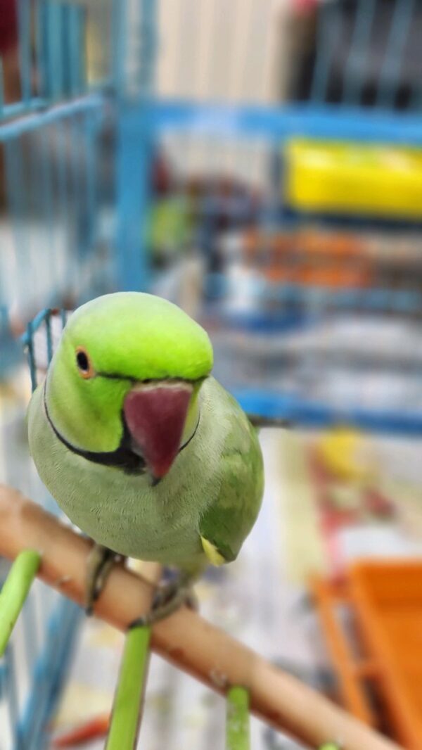 Green Indian Ring-Neck Parrot, Hand-Fed Ring-Neck, Exotic Parrot, Talking Parrot, Pet Parrot, Intelligent Parrot, Parrot Care, Parrot Supplies