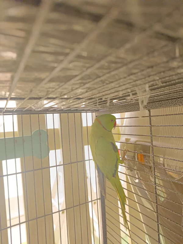 Indian Ring-Neck Parrot Green