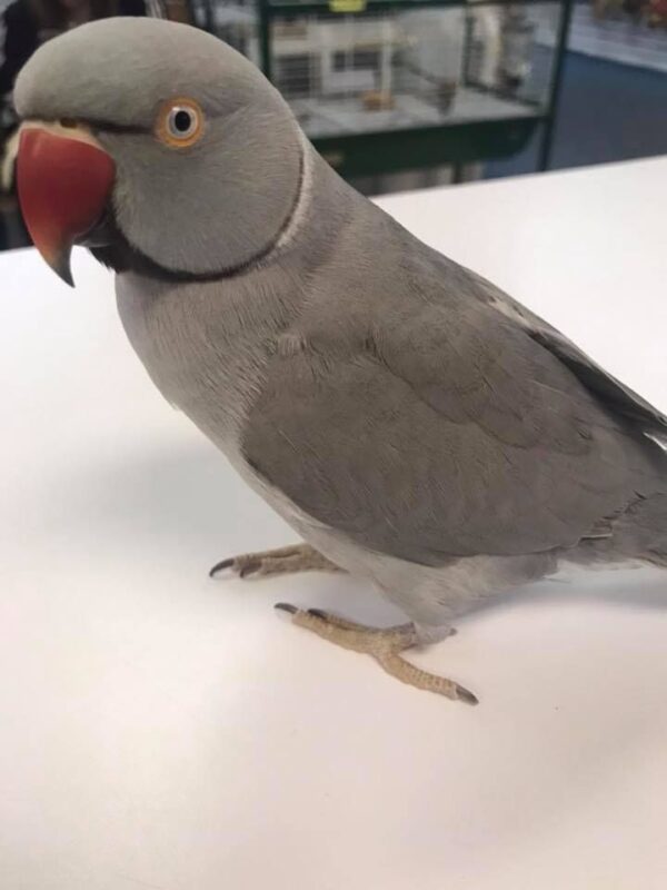 Harlequin Pied Grey Ring-Neck, Indian Ring-Neck Parrot, Hand-Fed Parrot, Exotic Parrot for Sale, Rare Color Mutation, Intelligent Parrot, Pet Parrot, Parrot Care