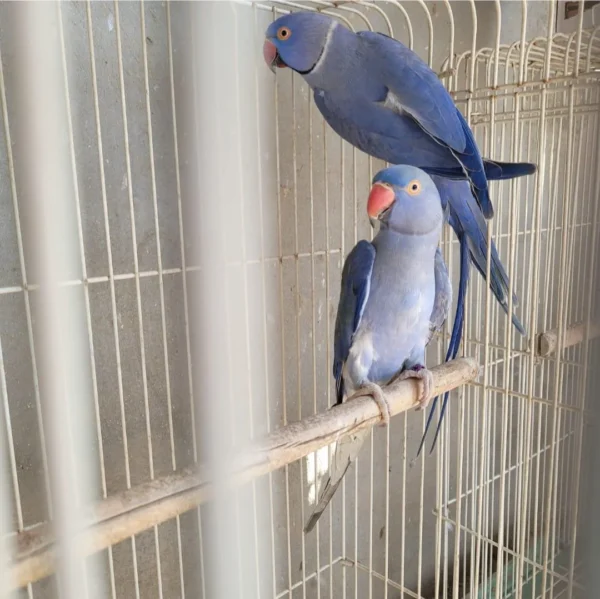 Violet Indian Ring Neck Parrot