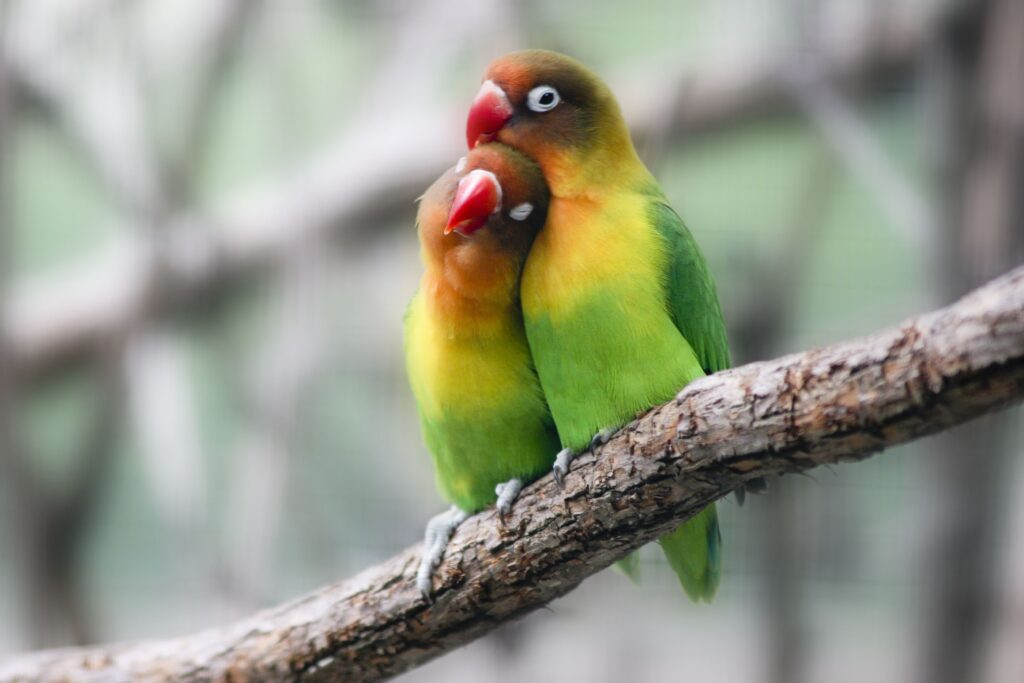 Parrot hormonal behavior, managing aggressive parrots, bird breeding season care, chronic egg laying in parrots, seasonal bird care tips, parrot diet management, The Parrots Exotic Store