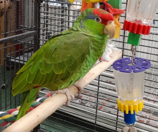 Mexican-Red-Headed-Amazon6.jpg Mexican Red Headed Amazon