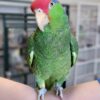 Mexican-Red-Headed-Amazons.jpg Mexican Red Headed Amazon