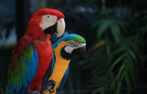 What to consider before owning an exotic bird Exotic bird ownership guide Responsible parrot ownership Cost of owning a parrot Exotic bird care commitment The Parrots Exotic Store