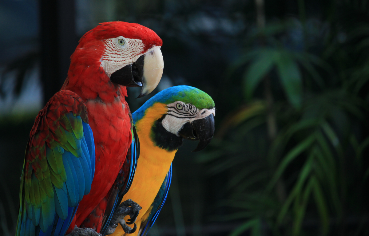 What to consider before owning an exotic bird Exotic bird ownership guide Responsible parrot ownership Cost of owning a parrot Exotic bird care commitment The Parrots Exotic Store