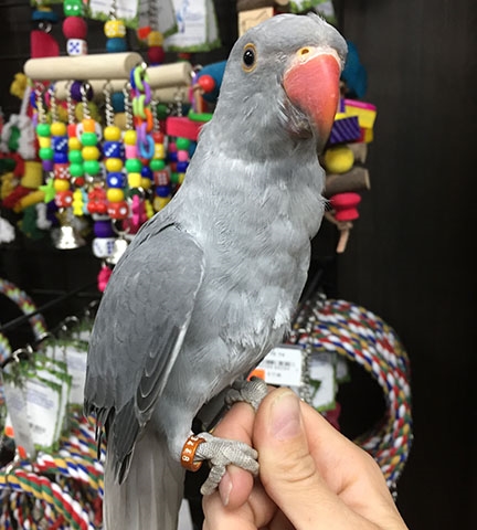 Grey Indian Ringneck, Hand-Fed Ringneck, Exotic Parrot, Intelligent Parrot, Social Parrot, Pet Parrot, Parrot Supplies, Exotic Bird Care, Breeding Parrots, Parrot Training