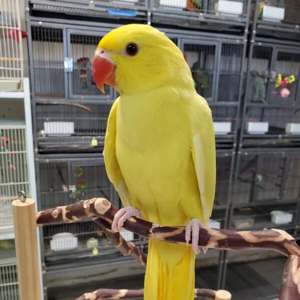 Yellow Olive Indian Ringneck, Hand-Fed Ringneck, Exotic Parrot, Talking Parrot, Intelligent Parrot, Pet Parrot, Ringneck Care