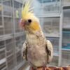 Cockatiel Pearl, hand-fed Cockatiel Pearl, premium pet bird, exotic bird care, vaccinated Cockatiel Pearl, Cockatiel Pearl shipping, safe shipping parrot, international bird delivery, tame Cockatiel Pearl, social parrot companion, Cockatiel Pearl diet, Cockatiel Pearl veterinary care, Cockatiel Pearl adoption, Cockatiel Pearl raising, Cockatiel Pearl hand-feeding, intelligent Cockatiel Pearl, Cockatiel Pearl lifespan, Parrots Exotic Store birds