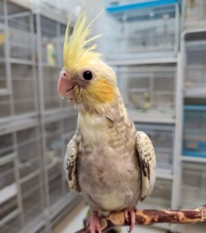 Cockatiel Pearl, hand-fed Cockatiel Pearl, premium pet bird, exotic bird care, vaccinated Cockatiel Pearl, Cockatiel Pearl shipping, safe shipping parrot, international bird delivery, tame Cockatiel Pearl, social parrot companion, Cockatiel Pearl diet, Cockatiel Pearl veterinary care, Cockatiel Pearl adoption, Cockatiel Pearl raising, Cockatiel Pearl hand-feeding, intelligent Cockatiel Pearl, Cockatiel Pearl lifespan, Parrots Exotic Store birds Cockatiel Pearl, hand-fed Cockatiel Pearl, premium pet bird, exotic bird care, vaccinated Cockatiel Pearl, Cockatiel Pearl shipping, safe shipping parrot, international bird delivery, tame Cockatiel Pearl, social parrot companion, Cockatiel Pearl diet, Cockatiel Pearl veterinary care, Cockatiel Pearl adoption, Cockatiel Pearl raising, Cockatiel Pearl hand-feeding, intelligent Cockatiel Pearl, Cockatiel Pearl lifespan, Parrots Exotic Store birds
