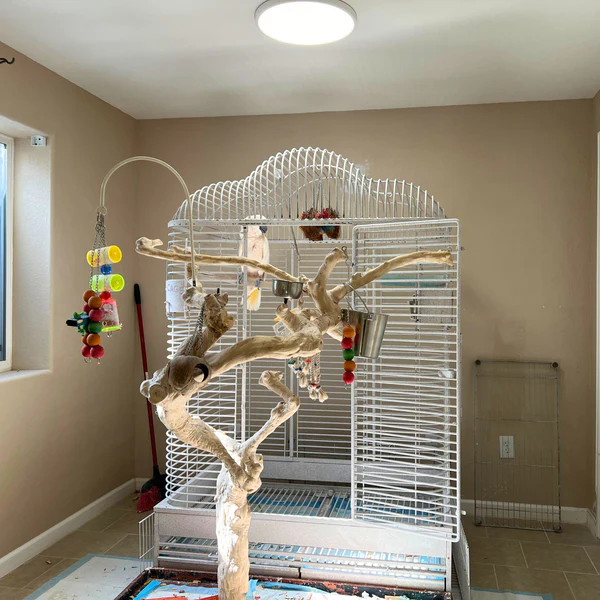 How to bond with my exotic birds How to bond with parrots Parrot bonding tips Exotic bird training guide Build trust with your parrot The Parrots Exotic Store