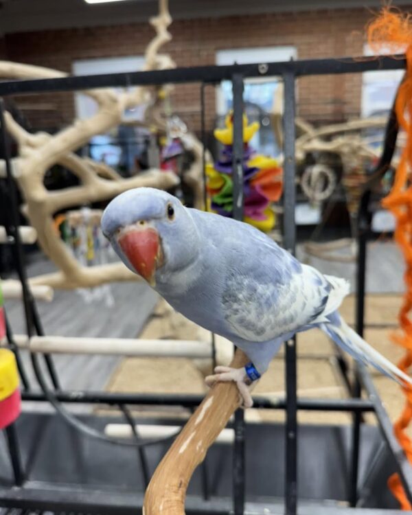 Indian Ringneck, Harlequin Pied Blue, Talking Parrot, Hand-Fed Parrot, Exotic Birds, Pet Parrots, Todd Marcus Birds Exotic, Parrots Exotic Store Indian Ringneck, Harlequin Pied Blue, Talking Parrot, Hand-Fed Parrot, Exotic Birds, Pet Parrots, Todd Marcus Birds Exotic, Parrots Exotic Store