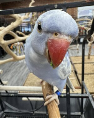 Indian Ringneck, Harlequin Pied Blue, Talking Parrot, Hand-Fed Parrot, Exotic Birds, Pet Parrots, Todd Marcus Birds Exotic, Parrots Exotic Store Indian Ringneck, Harlequin Pied Blue, Talking Parrot, Hand-Fed Parrot, Exotic Birds, Pet Parrots, Todd Marcus Birds Exotic, Parrots Exotic Store