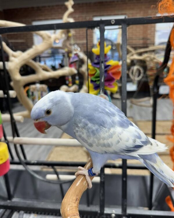 Pied ringneck parrot Indian Ringneck, Harlequin Pied Blue, Talking Parrot, Hand-Fed Parrot, Exotic Birds, Pet Parrots, Todd Marcus Birds Exotic, Parrots Exotic Store