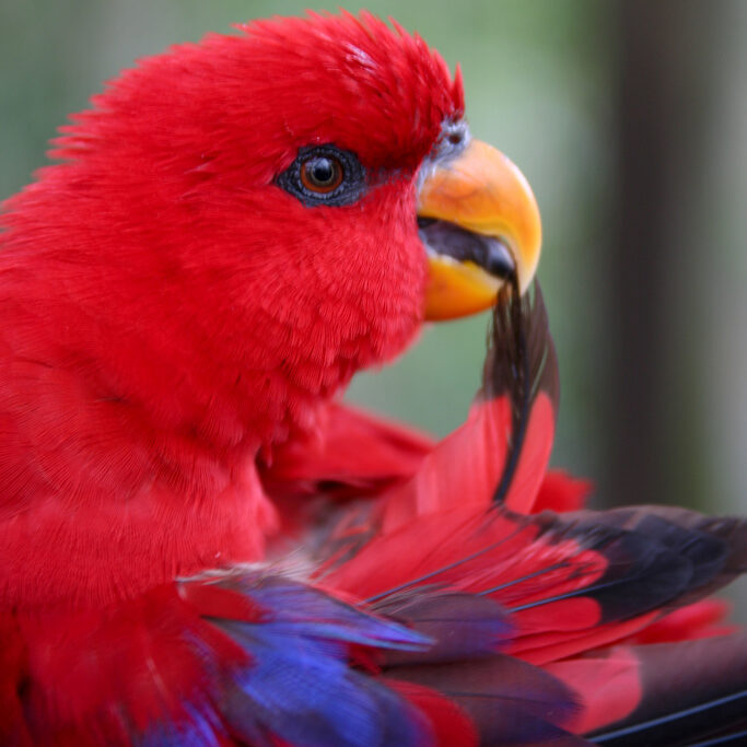 Feather care for parrots, preventing feather plucking, molting bird care, parrot health guide, bird enrichment toys, The Parrots Exotic Store