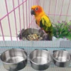 parrot pelleted diet, medium large bird food, natural parrot nutrition, African Grey pelleted food, Amazon parrot diet, macaw nutrition pellets, cockatoo diet, digestive health bird food, balanced bird nutrition, The Parrots Exotic Store, premium bird pellets, healthy parrot diet