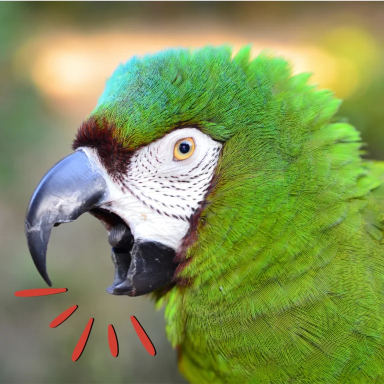 Parrot behavioral problems, reducing parrot screaming, managing aggressive parrots, parrot enrichment for behavior, The Parrots Exotic Store