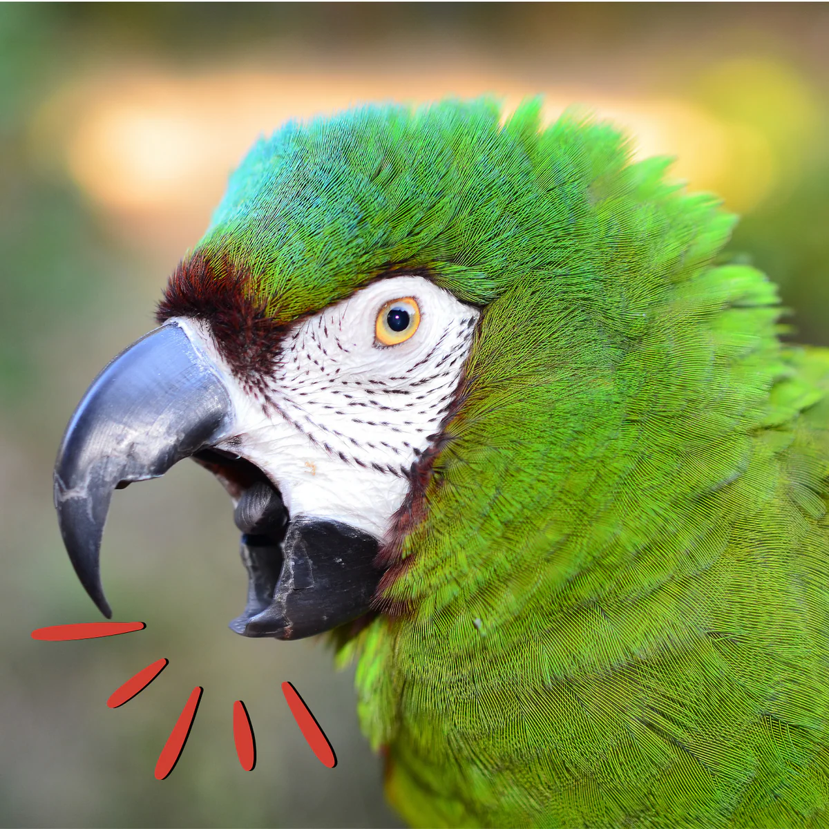 Parrot behavioral problems, reducing parrot screaming, managing aggressive parrots, parrot enrichment for behavior, The Parrots Exotic Store