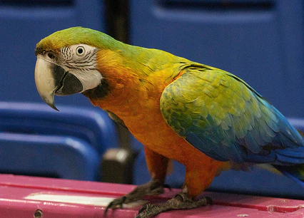 How to bond with my exotic birds How to bond with parrots Parrot bonding tips Exotic bird training guide Build trust with your parrot The Parrots Exotic Store