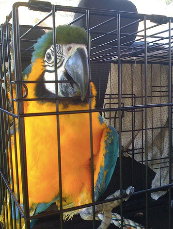 How to rehome your exotic birds Responsible parrot rehoming Safe exotic bird placement Ethical bird rehoming Parrot rehoming guidance The Parrots Exotic Store