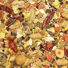 Sunburst4.jpeg Higgins Sunburst Conure