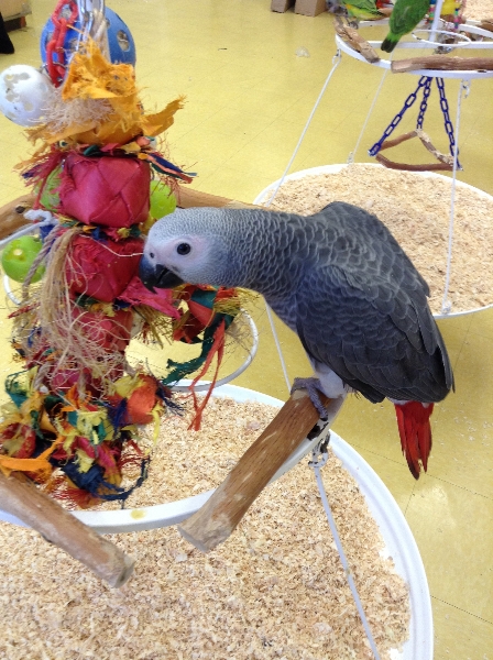 The Parrot Store Exotic