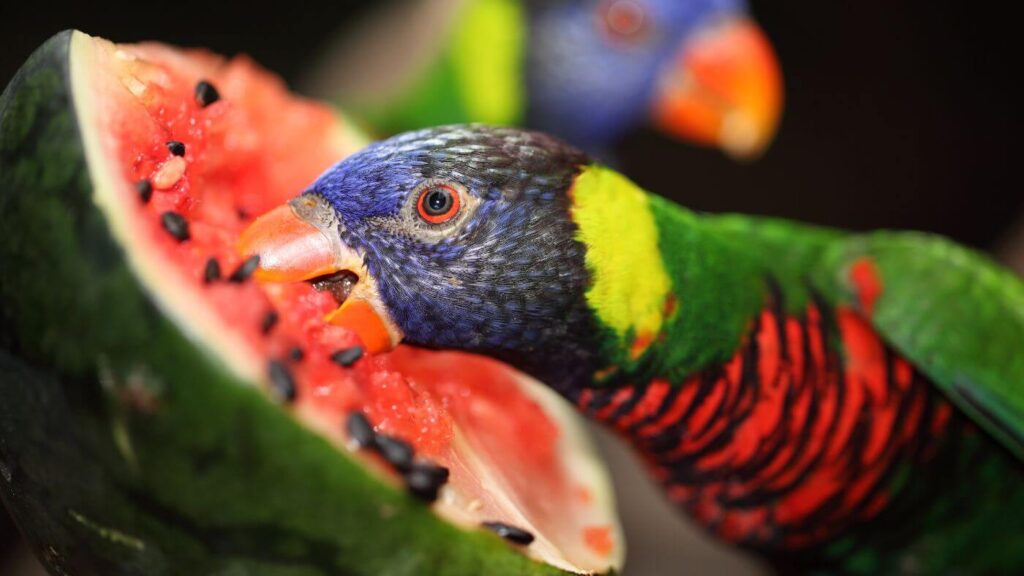 Healthy Foods and Diet Guide for Exotic Birds (And What NOT to Give Them)
4

A proper diet is the foundation of a long, vibrant life for exotic birds and parrots. Nutrition directly affects feather quality, energy levels, immune strength, behavior, and lifespan.

At The Parrots Exotic Store, we emphasize that balanced feeding is one of the most important responsibilities of bird ownership. Many common health problems in parrots stem from poor diet — especially seed-only feeding.

Here’s your complete guide to healthy foods for exotic birds and what you should never feed them.

The Ideal Diet Foundation for Exotic Birds

A healthy exotic bird diet should consist of:

High-quality pellets (60–70%)

Fresh vegetables (20–30%)

Limited fruits (5–10%)

Healthy treats in moderation

Pellets provide balanced vitamins and minerals, while fresh produce adds natural nutrients and enrichment.

Best Vegetables for Exotic Birds
4

Vegetables should make up a large portion of your bird’s fresh diet.

Excellent choices include:

Kale

Spinach (in moderation)

Carrots

Broccoli

Bell peppers

Zucchini

Sweet potatoes (cooked)

Green beans

Peas

Vegetables provide fiber, antioxidants, and essential vitamins that support immune health and feather condition.

Healthy Fruits (Feed in Moderation)
4

Fruits are nutritious but contain natural sugars, so portion control is important.

Safe fruit options:

Apples (remove seeds)

Blueberries

Strawberries

Mango

Papaya

Melon

Pomegranate

Banana (occasionally)

Always wash fruits thoroughly and remove pits or seeds when necessary.

Healthy Protein Sources

Some birds benefit from small amounts of protein.

Safe options include:

Cooked quinoa

Cooked brown rice

Lentils (well-cooked)

Scrambled eggs (plain, no seasoning)

Small portions of cooked legumes

Protein supports muscle health and energy levels.

Nuts and Seeds (Treats, Not Staples)
4

Nuts and seeds are high in fat and should be given sparingly.

Healthy treat options:

Almonds

Walnuts

Pistachios (unsalted)

Sunflower seeds (limited)

Excessive fatty foods can lead to obesity and fatty liver disease.

Foods You Should NEVER Feed Exotic Birds

Certain foods are toxic or dangerous.

Absolutely avoid:

Avocado

Chocolate

Caffeine (coffee, tea, soda)

Alcohol

Onions

Garlic

Fruit pits and apple seeds

High-salt foods

Sugary snacks

Fried or processed foods

These items can cause severe toxicity, organ damage, or even death.

The Dangers of a Seed-Only Diet

Many new bird owners mistakenly feed only seeds. While birds enjoy them, seed-only diets can cause:

Vitamin A deficiency

Weak immune system

Obesity

Liver disease

Dull feathers

A pellet-based, produce-rich diet is far healthier long-term.

Fresh Water and Hygiene

Always provide:

Fresh, clean water daily

Washed produce

Clean food bowls

Removal of uneaten fresh food after 2–4 hours

Food safety prevents bacterial growth and illness.

Signs of Poor Nutrition

Watch for:

Feather plucking

Dull or brittle feathers

Low energy

Weight loss or gain

Beak abnormalities

Frequent illness

If you notice dietary-related symptoms, consult an avian veterinarian promptly.

Diet by Bird Size (General Guide)

Small parrots (Lovebirds, Parrotlets):
Smaller pellet sizes, finely chopped vegetables.

Medium parrots (Conures, African Greys):
Standard pellet formula, variety of vegetables, moderate fruits.

Large parrots (Macaws, Cockatoos):
Larger pellets, higher vegetable variety, controlled nuts.

Portion sizes vary by species and activity level.

Tips for Transitioning to a Healthier Diet

Switching from seeds to pellets requires patience.

Introduce pellets gradually

Mix with current food

Offer vegetables in the morning when hungry

Model eating behavior

Be consistent

Some birds take weeks to adjust — persistence is key.

Final Thoughts: Nutrition Is Lifelong Care

Healthy eating is not optional — it’s essential. A balanced, varied diet leads to:

Strong immunity

Vibrant plumage

Better behavior

Increased lifespan

Higher energy

At The Parrots Exotic Store, we educate every owner on proper exotic bird nutrition to ensure their companions thrive for decades.

When you feed your bird correctly, you are investing in a longer, healthier, and happier life together.