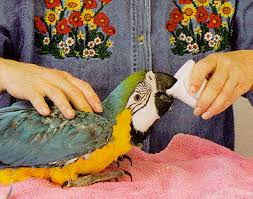 What to consider before owning an exotic bird Exotic bird ownership guide Responsible parrot ownership Cost of owning a parrot Exotic bird care commitment The Parrots Exotic Store