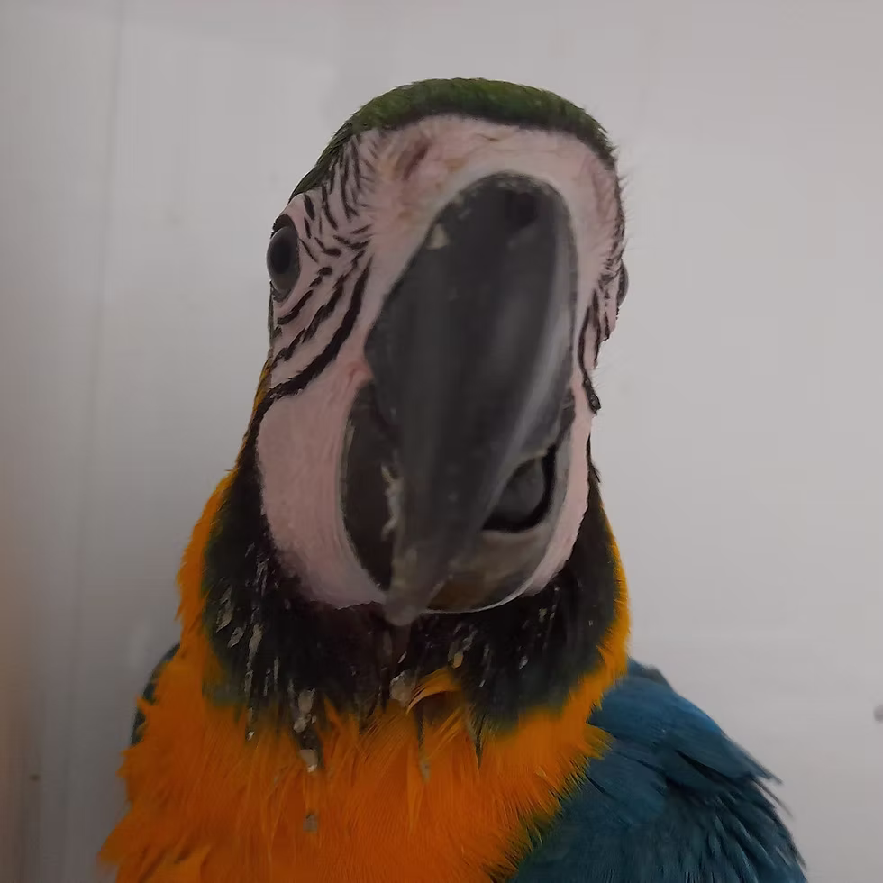 How to trim beaks and nails for exotic birds

Parrot nail trimming guide

Exotic bird grooming tips

Safe beak trimming for parrots

Bird nail care

The Parrots Exotic Store