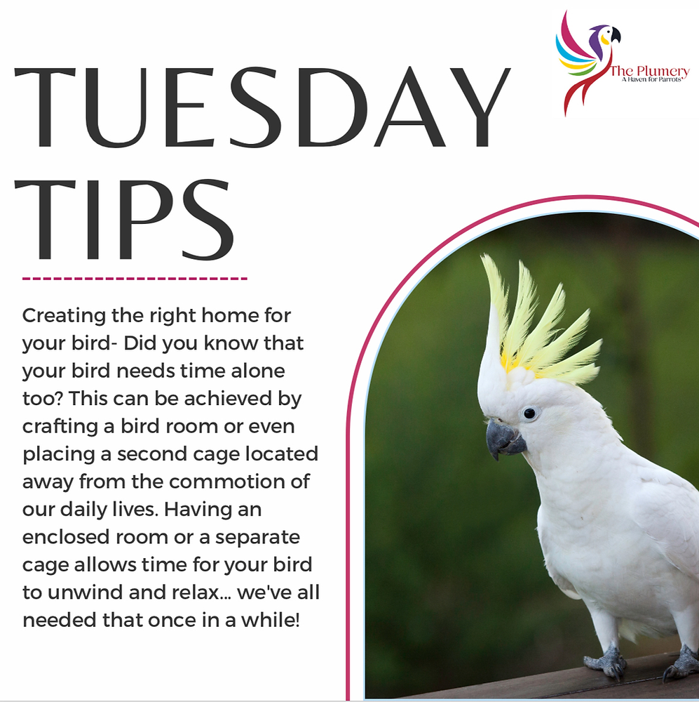 Understanding avian body language prevents setbacks.
Signs of comfort:
Relaxed feathers
Soft vocalizations
Curiosity and leaning forward
Signs of stress:
Leaning away
Feather slicking
Lunging
Rapid breathing
Responding appropriately builds trust and prevents fear-based reactions.
5. Spend Quality Time Daily
Bonding requires consistent interaction. Even 20–30 minutes of focused, distraction-free time makes a difference.
Try:
Reading aloud near your bird
Allowing supervised shoulder time
Offering puzzle toys together
Gentle head scratches (if the bird accepts it)
Presence and calm energy matter more than constant handling.
6. Encourage Safe Out-of-Cage Exploration