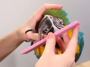 How to trim beaks and nails for exotic birds