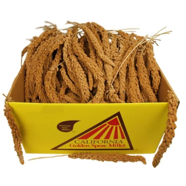 California Millet Spray Premium