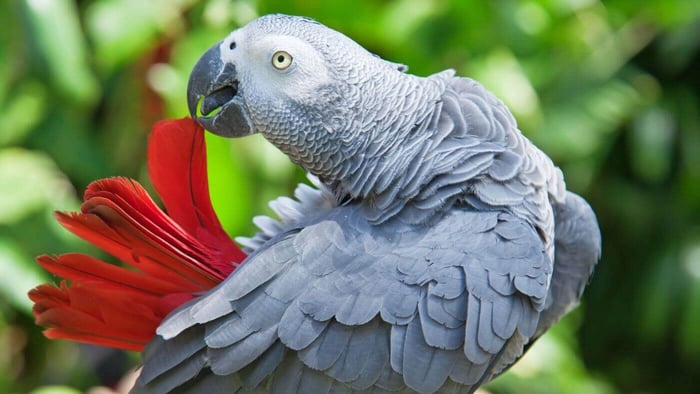 Parrot hormonal behavior, managing aggressive parrots, bird breeding season care, chronic egg laying in parrots, seasonal bird care tips, parrot diet management, The Parrots Exotic Store