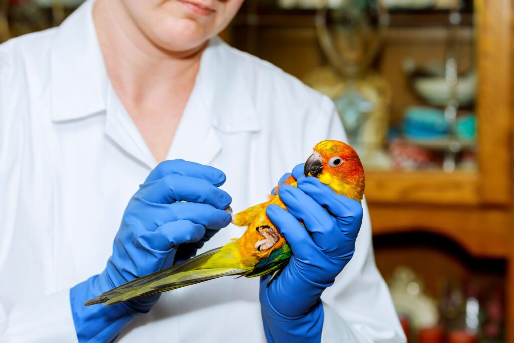 How to rehome your exotic birds

Responsible parrot rehoming

Safe exotic bird placement

Ethical bird rehoming

Parrot rehoming guidance

The Parrots Exotic Store