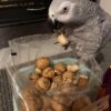 walnuts in shell, parrot treats, bird snacks, medium parrot food, large parrot treats, natural parrot treats, high-protein bird snack, foraging parrot treat, African Grey parrot snack, Amazon parrot treats, Macaw treats, Cockatoo treats, Eclectus treats, enrichment parrot food, healthy parrot snack, The Parrots Exotic Store, training parrot treats, interactive bird snack walnuts in shell, parrot treats, bird snacks, medium parrot food, large parrot treats, natural parrot treats, high-protein bird snack, foraging parrot treat, African Grey parrot snack, Amazon parrot treats, Macaw treats, Cockatoo treats, Eclectus treats, enrichment parrot food, healthy parrot snack, The Parrots Exotic Store, training parrot treats, interactive bird snack
