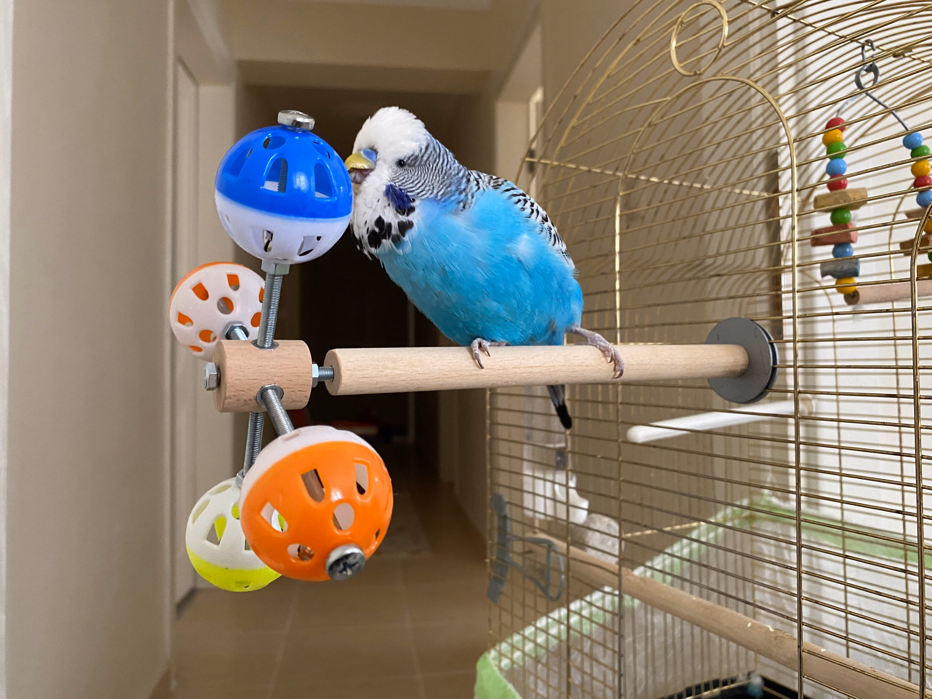 Beginner pet birds, best birds for first-time owners, easy pet birds, small pet birds, pet birds for apartments, birds for adoption, The Parrots Exotic Store