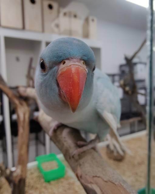 indian-Ringneck-Parrot-Harlequin-Pied-Blue.jpg Harlequin Pied Blue Indian Ringneck