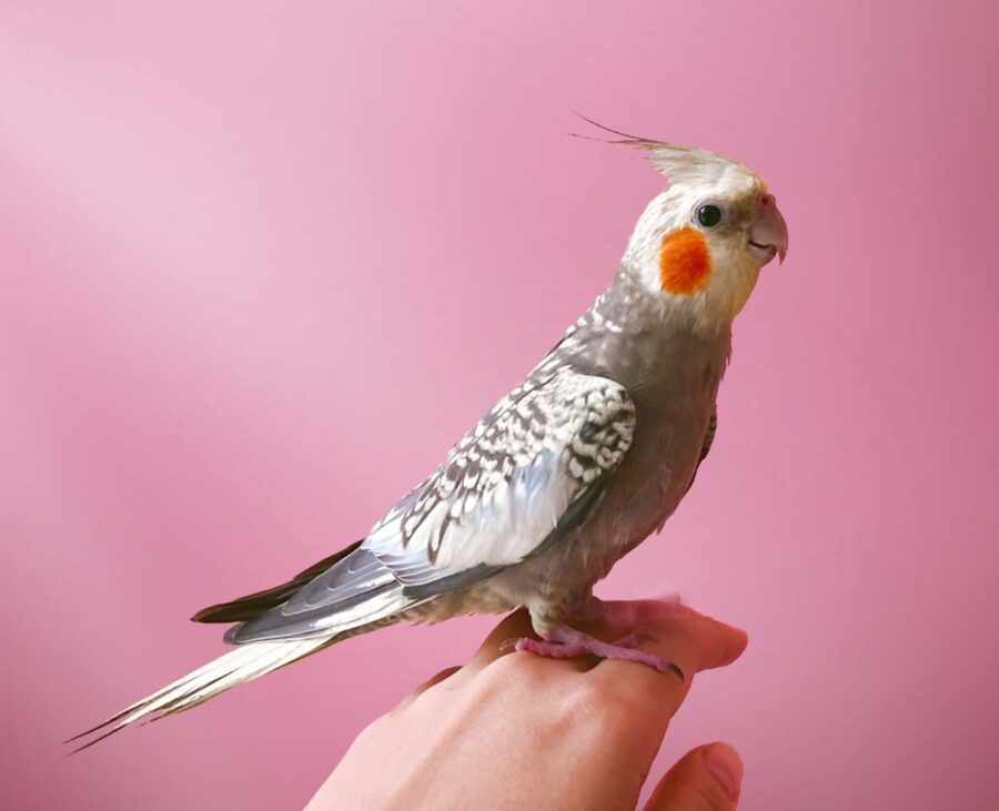 Beginner pet birds, best birds for first-time owners, easy pet birds, small pet birds, pet birds for apartments, birds for adoption, The Parrots Exotic Store