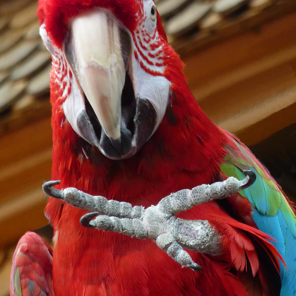 How to trim beaks and nails for exotic birds

Parrot nail trimming guide

Exotic bird grooming tips

Safe beak trimming for parrots

Bird nail care

The Parrots Exotic Store