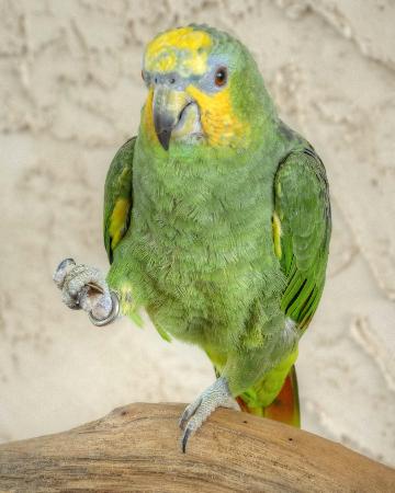 Healthy Foods and Diet Guide for Exotic Birds (And What NOT to Give Them) 4 A proper diet is the foundation of a long, vibrant life for exotic birds and parrots. Nutrition directly affects feather quality, energy levels, immune strength, behavior, and lifespan. At The Parrots Exotic Store, we emphasize that balanced feeding is one of the most important responsibilities of bird ownership. Many common health problems in parrots stem from poor diet — especially seed-only feeding. Here’s your complete guide to healthy foods for exotic birds and what you should never feed them. The Ideal Diet Foundation for Exotic Birds A healthy exotic bird diet should consist of: High-quality pellets (60–70%) Fresh vegetables (20–30%) Limited fruits (5–10%) Healthy treats in moderation Pellets provide balanced vitamins and minerals, while fresh produce adds natural nutrients and enrichment. Best Vegetables for Exotic Birds 4 Vegetables should make up a large portion of your bird’s fresh diet. Excellent choices include: Kale Spinach (in moderation) Carrots Broccoli Bell peppers Zucchini Sweet potatoes (cooked) Green beans Peas Vegetables provide fiber, antioxidants, and essential vitamins that support immune health and feather condition. Healthy Fruits (Feed in Moderation) 4 Fruits are nutritious but contain natural sugars, so portion control is important. Safe fruit options: Apples (remove seeds) Blueberries Strawberries Mango Papaya Melon Pomegranate Banana (occasionally) Always wash fruits thoroughly and remove pits or seeds when necessary. Healthy Protein Sources Some birds benefit from small amounts of protein. Safe options include: Cooked quinoa Cooked brown rice Lentils (well-cooked) Scrambled eggs (plain, no seasoning) Small portions of cooked legumes Protein supports muscle health and energy levels. Nuts and Seeds (Treats, Not Staples) 4 Nuts and seeds are high in fat and should be given sparingly. Healthy treat options: Almonds Walnuts Pistachios (unsalted) Sunflower seeds (limited) Excessive fatty foods can lead to obesity and fatty liver disease. Foods You Should NEVER Feed Exotic Birds Certain foods are toxic or dangerous. Absolutely avoid: Avocado Chocolate Caffeine (coffee, tea, soda) Alcohol Onions Garlic Fruit pits and apple seeds High-salt foods Sugary snacks Fried or processed foods These items can cause severe toxicity, organ damage, or even death. The Dangers of a Seed-Only Diet Many new bird owners mistakenly feed only seeds. While birds enjoy them, seed-only diets can cause: Vitamin A deficiency Weak immune system Obesity Liver disease Dull feathers A pellet-based, produce-rich diet is far healthier long-term. Fresh Water and Hygiene Always provide: Fresh, clean water daily Washed produce Clean food bowls Removal of uneaten fresh food after 2–4 hours Food safety prevents bacterial growth and illness. Signs of Poor Nutrition Watch for: Feather plucking Dull or brittle feathers Low energy Weight loss or gain Beak abnormalities Frequent illness If you notice dietary-related symptoms, consult an avian veterinarian promptly. Diet by Bird Size (General Guide) Small parrots (Lovebirds, Parrotlets): Smaller pellet sizes, finely chopped vegetables. Medium parrots (Conures, African Greys): Standard pellet formula, variety of vegetables, moderate fruits. Large parrots (Macaws, Cockatoos): Larger pellets, higher vegetable variety, controlled nuts. Portion sizes vary by species and activity level. Tips for Transitioning to a Healthier Diet Switching from seeds to pellets requires patience. Introduce pellets gradually Mix with current food Offer vegetables in the morning when hungry Model eating behavior Be consistent Some birds take weeks to adjust — persistence is key. Final Thoughts: Nutrition Is Lifelong Care Healthy eating is not optional — it’s essential. A balanced, varied diet leads to: Strong immunity Vibrant plumage Better behavior Increased lifespan Higher energy At The Parrots Exotic Store, we educate every owner on proper exotic bird nutrition to ensure their companions thrive for decades. When you feed your bird correctly, you are investing in a longer, healthier, and happier life together.