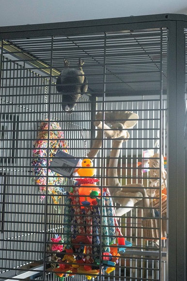 Perfect cage for exotic bird
Best cage for parrots
Parrot cage size guide
Exotic bird cage requirements
How to choose a bird cage
The Parrots Exotic Store