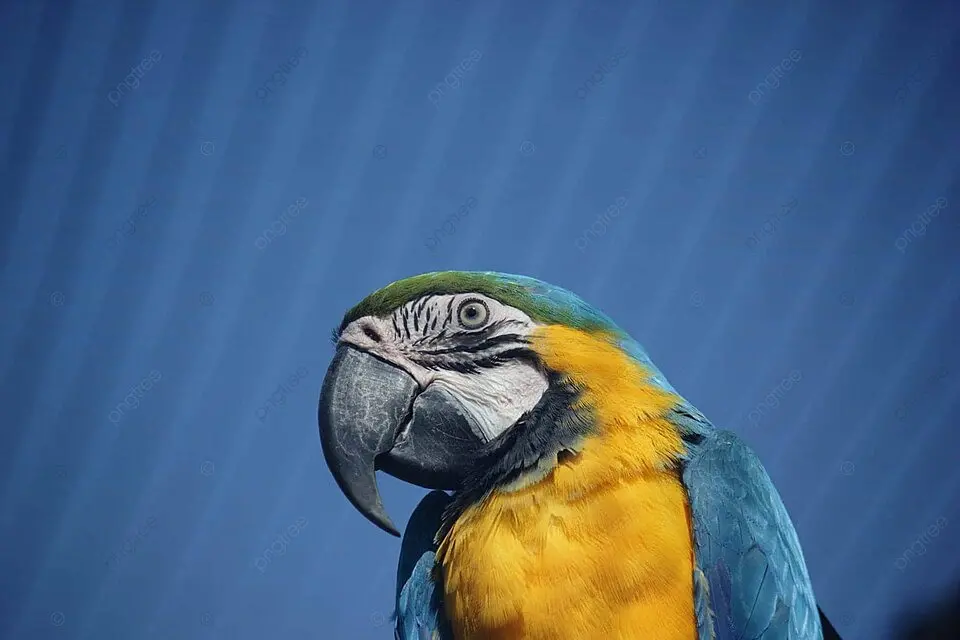 How to rehome your exotic birds Responsible parrot rehoming Safe exotic bird placement Ethical bird rehoming Parrot rehoming guidance The Parrots Exotic Store