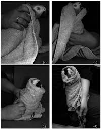 How to trim beaks and nails for exotic birds

Parrot nail trimming guide

Exotic bird grooming tips

Safe beak trimming for parrots

Bird nail care

The Parrots Exotic Store