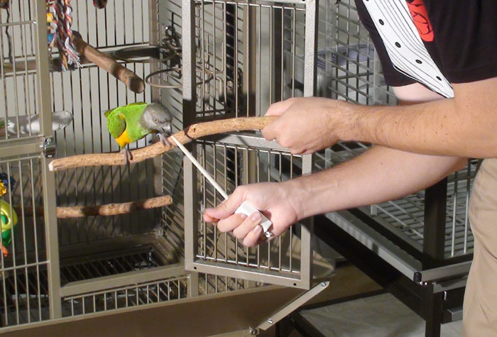 What to consider before owning an exotic bird Exotic bird ownership guide Responsible parrot ownership Cost of owning a parrot Exotic bird care commitment The Parrots Exotic Store