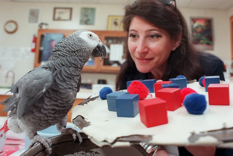 Parrot talking tips, teaching parrot phrases, parrot mimicry, mental stimulation for parrots, The Parrots Exotic Store