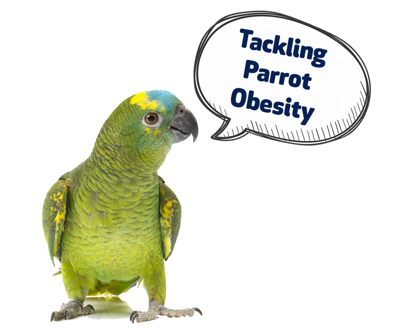 Balanced Pellets, Foraging Toy, Climbing Perch, Swing, Measuring Scoop, Feeding Bowl, Parrot Exercise Toys, Enrichment Toys, Healthy Bird Diet, Active Parrot